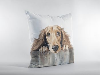P-8637-saluki