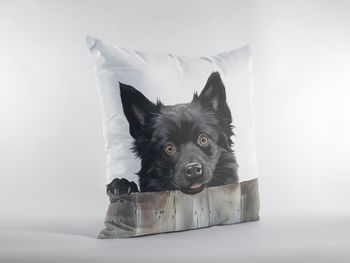 P-8638-schipperke